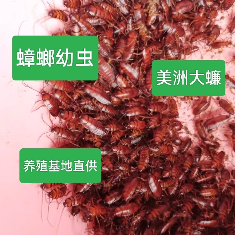 美洲大蠊幼虫蟑螂苗活体养殖易饲养成活率高