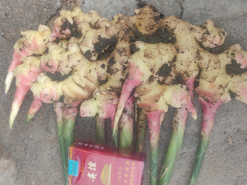 贵州二黄，量大，可联系，看需要货，谈价格