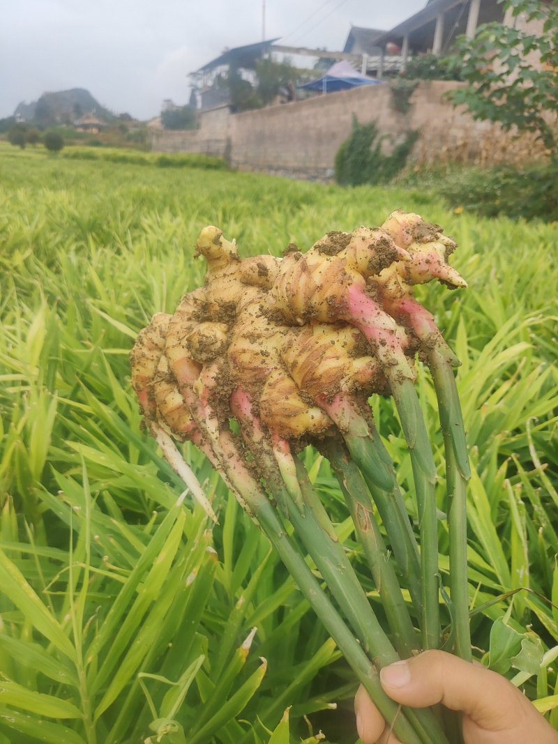 贵州二黄，量大，可联系，看需要货，谈价格
