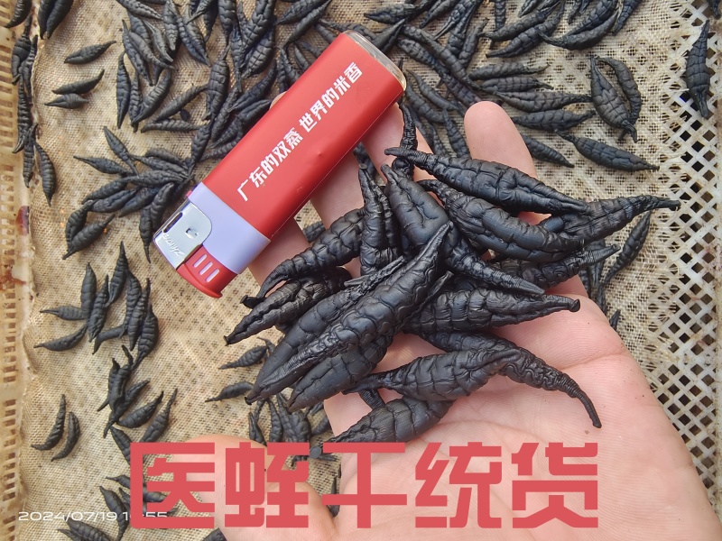 医蛭干品，含量高，药典标准，接受全面检验，规格全。
