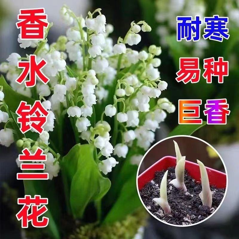 铃兰带芽浓香花卉绿植花苗兰花种球阳台室内盆栽当年四季开花