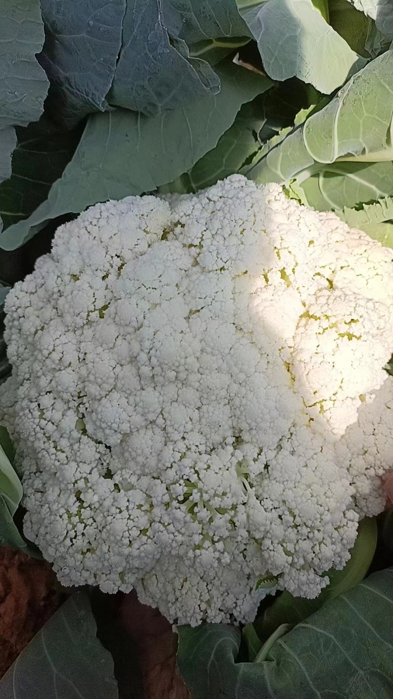 松花