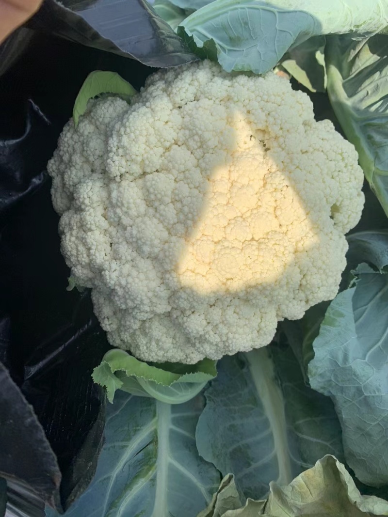 松花