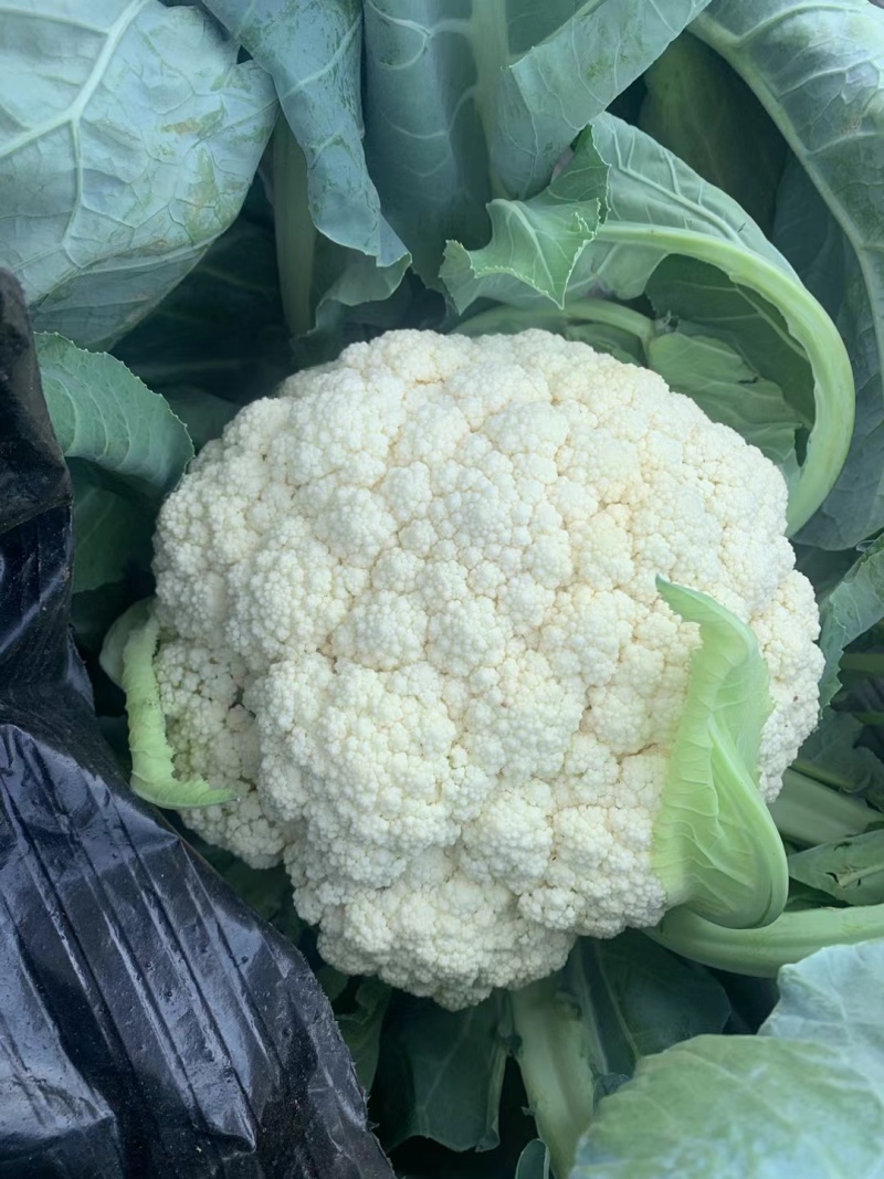 松花