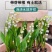 铃兰带芽浓香花卉绿植花苗兰花种球阳台室内盆栽当年四季开花