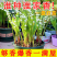 铃兰带芽浓香花卉绿植花苗兰花种球阳台室内盆栽当年四季开花