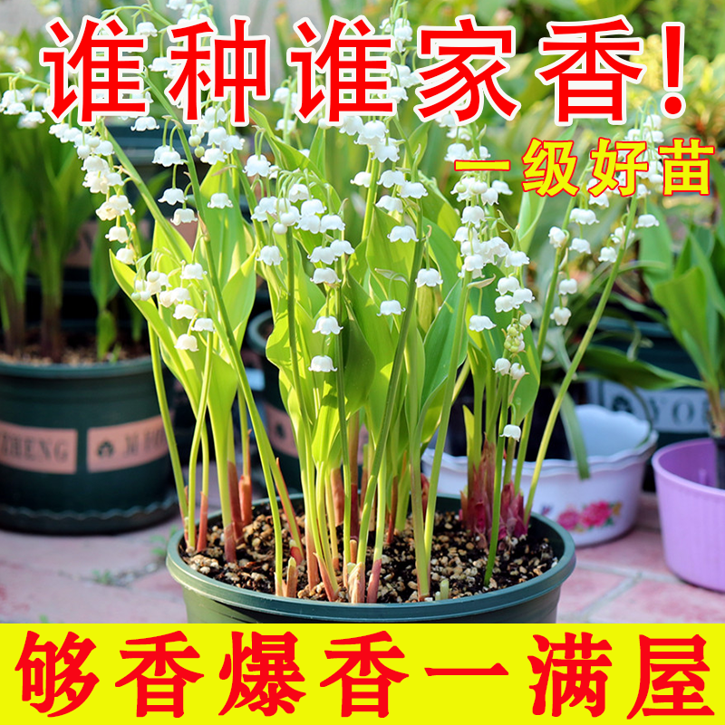 铃兰带芽浓香花卉绿植花苗兰花种球阳台室内盆栽当年四季开花