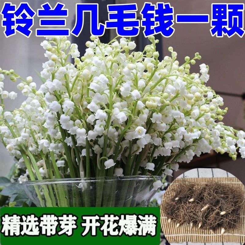 铃兰带芽浓香花卉绿植花苗兰花种球阳台室内盆栽当年四季开花