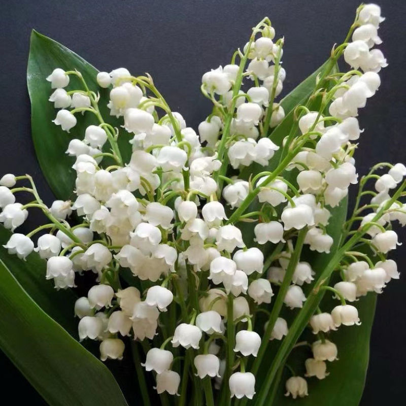 铃兰带芽浓香花卉绿植花苗兰花种球阳台室内盆栽当年四季开花