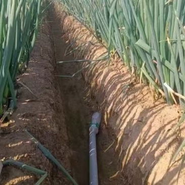 长白大葱大量上市一手产地货源量大质优质量保证