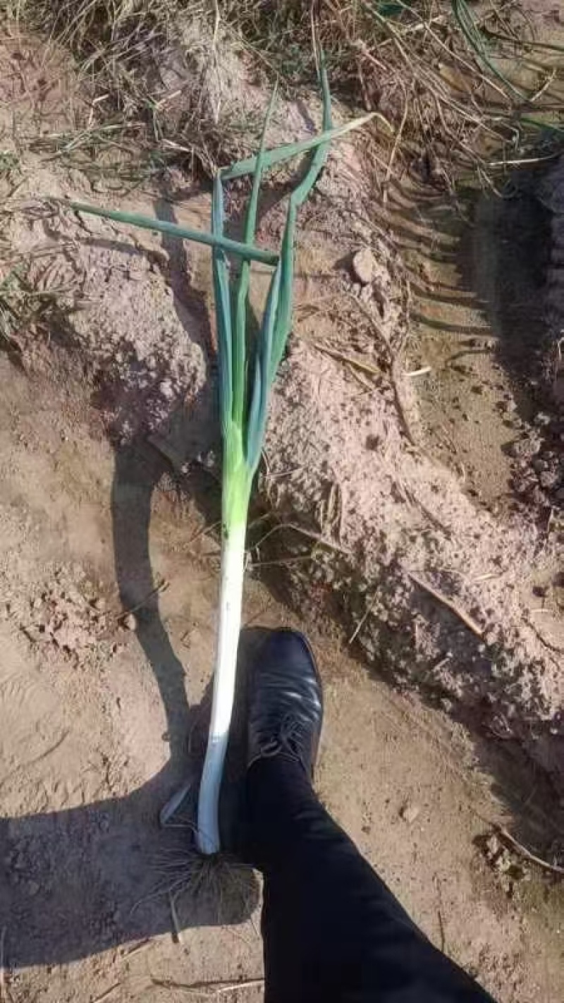 长白大葱大量上市一手产地货源量大质优质量保证