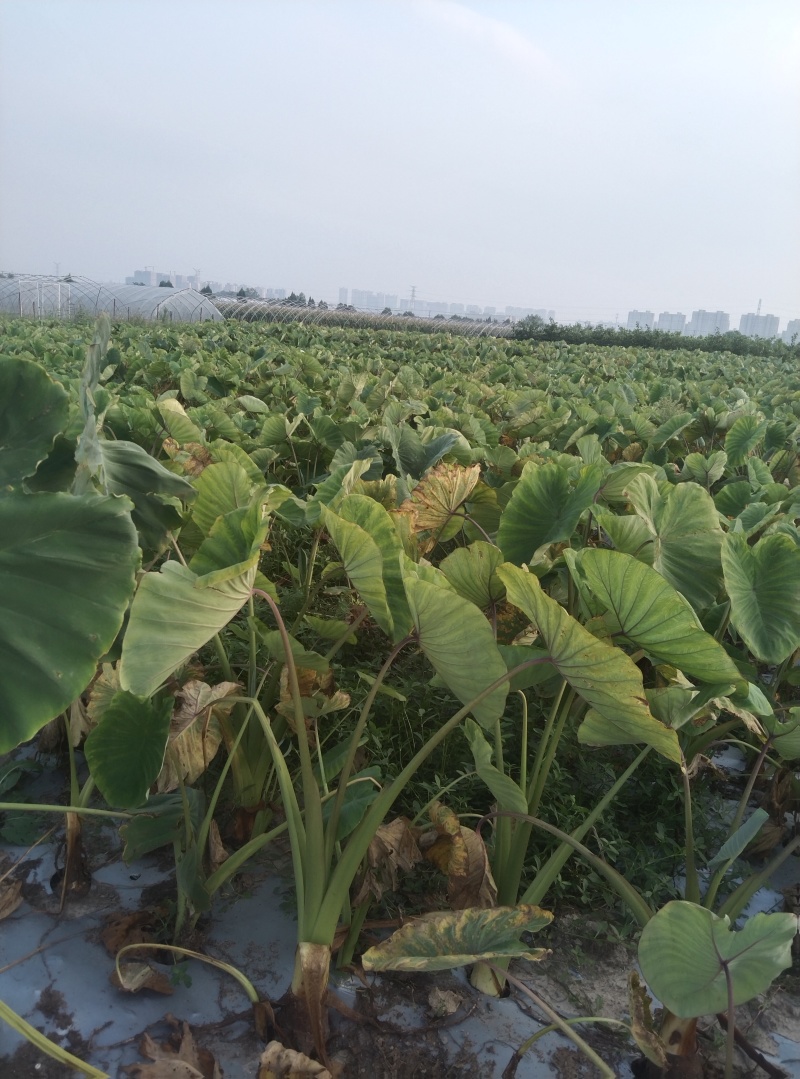 荔浦香芋