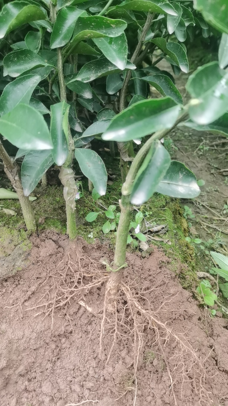 夏橙苗,桂夏，佛罗斯特，阿尔及利亚