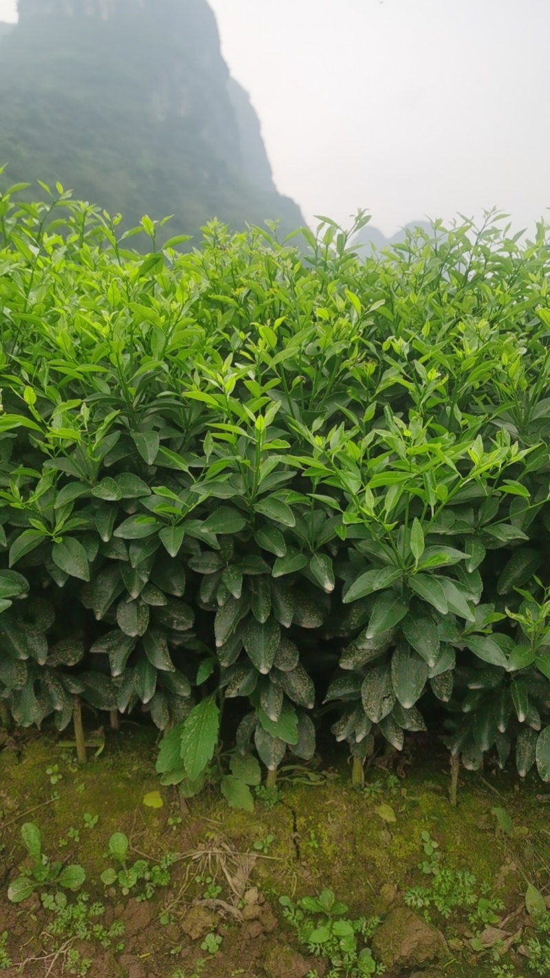 夏橙苗,桂夏，佛罗斯特，阿尔及利亚