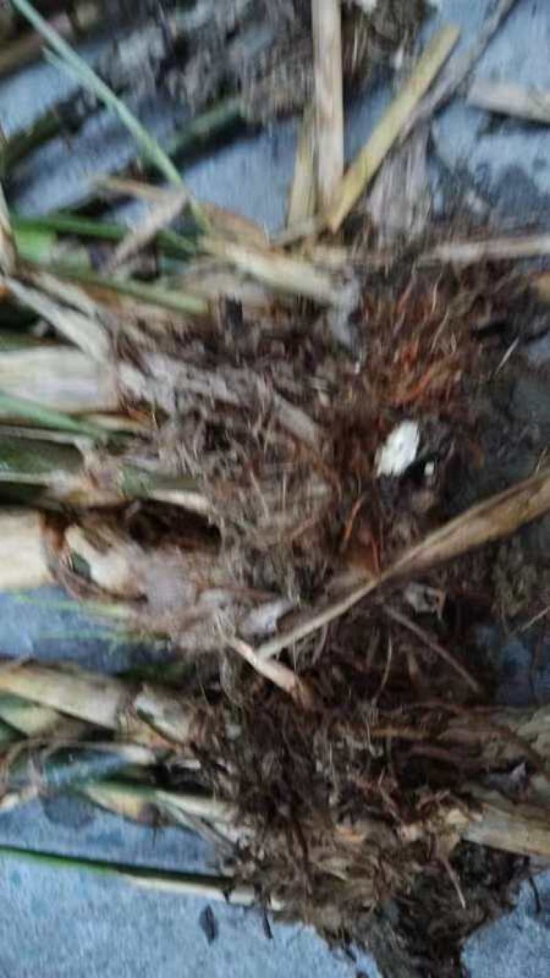 茭白苗老根儿成活率高量大价优支持视频看货欢迎来电