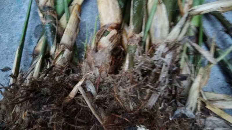 茭白苗老根儿成活率高量大价优支持视频看货欢迎来电