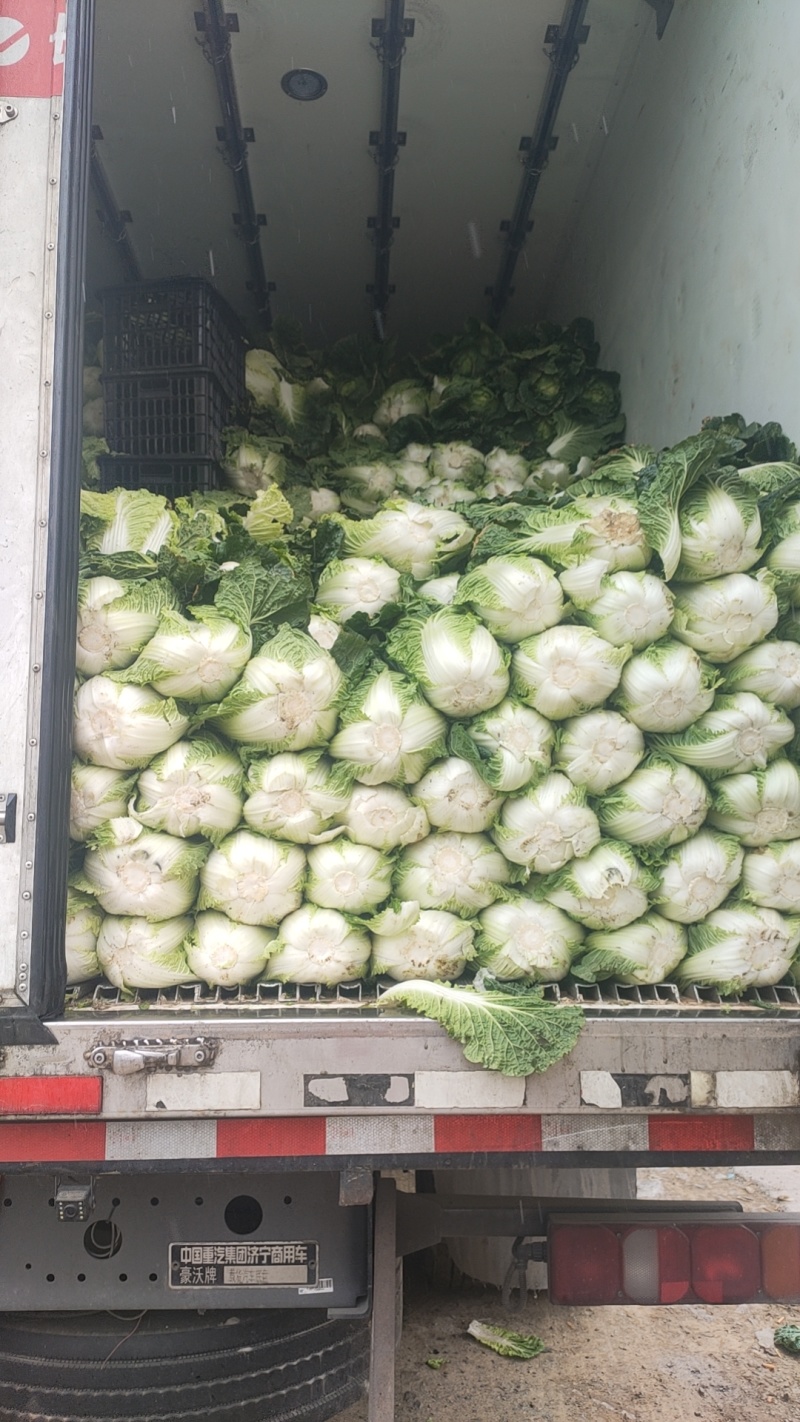 白菜黄心白菜产地一手看货论价保质保量欢迎订