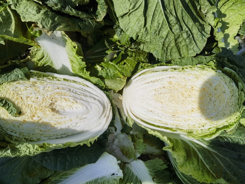 白菜黄心白菜产地一手看货论价保质保量欢迎订