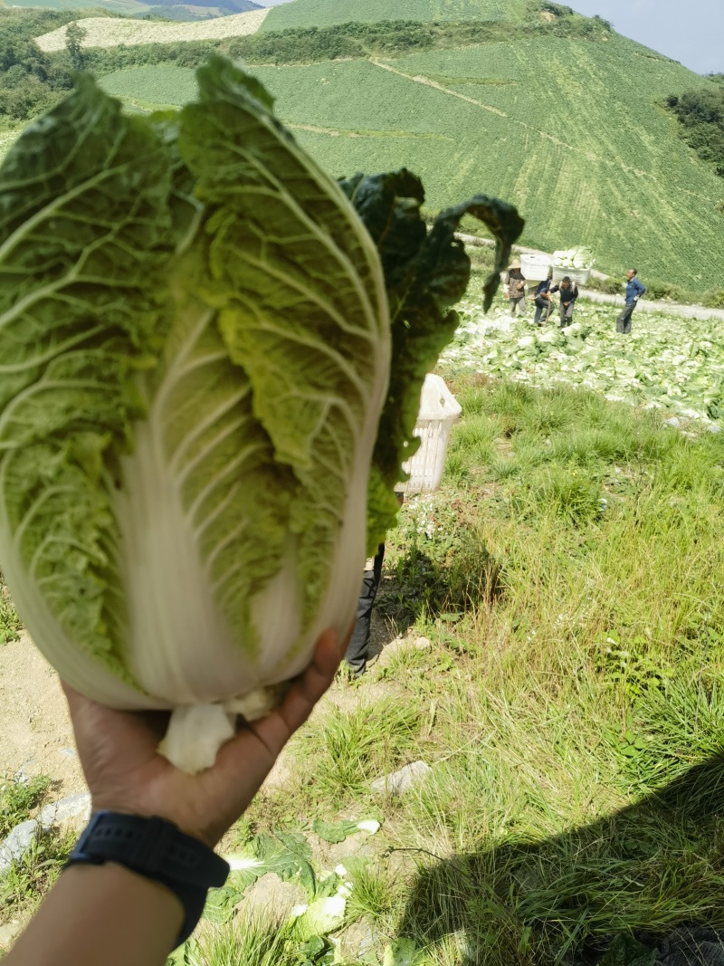 白菜黄心白菜产地一手看货论价保质保量欢迎订