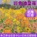 彩色油菜花种子观赏两用花海高纯度油菜花种子