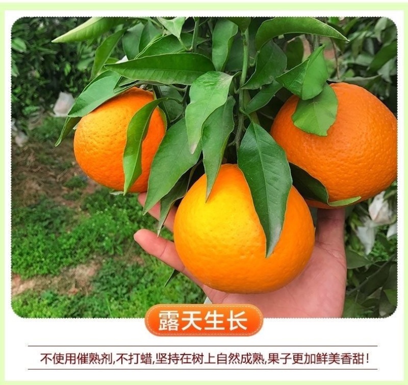 四川爱媛38号果冻橙新鲜采摘现摘现发产地直发电商一件代发