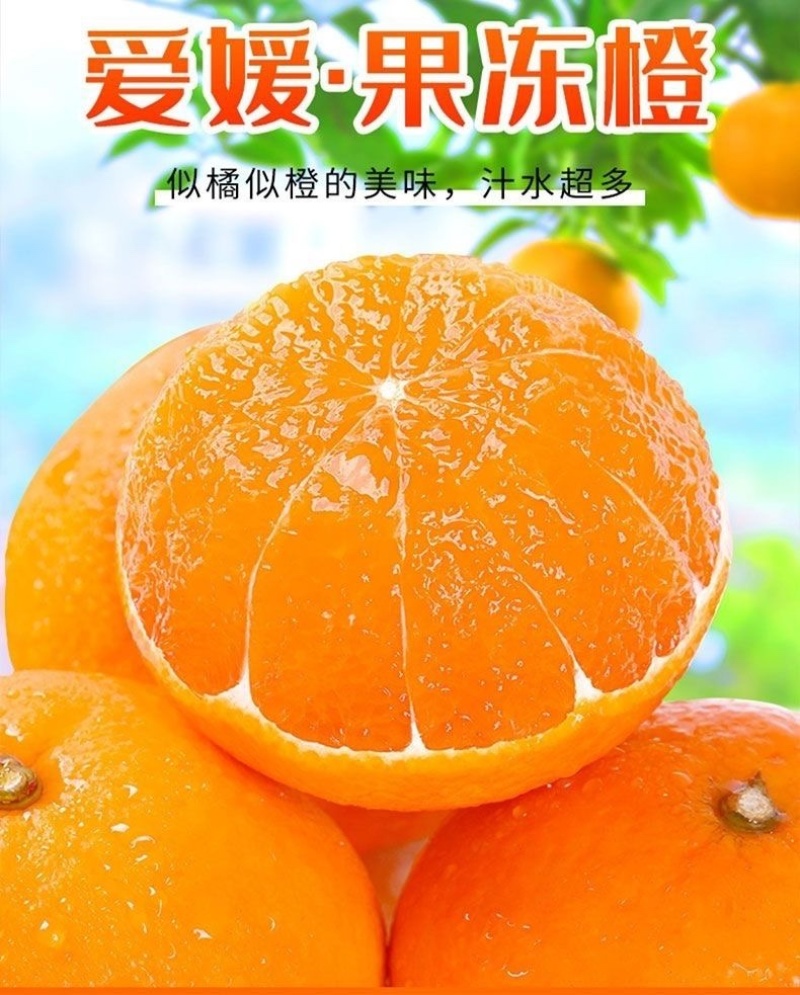 四川爱媛38号果冻橙新鲜采摘现摘现发产地直发电商一件代发
