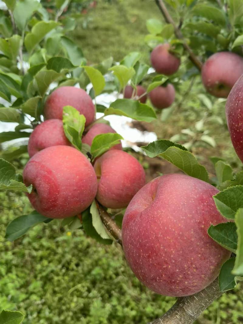 丽江宁蒗小凉山糖心苹果一件代发