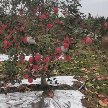 老板们过来看苹果，红富士山地纸袋，片红，有想要的联系。