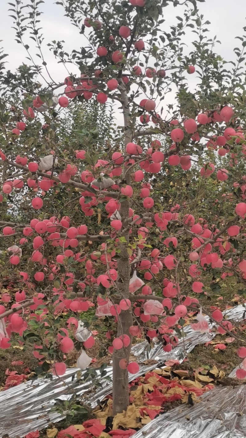 老板们过来看苹果，红富士山地纸袋，片红，有想要的联系。
