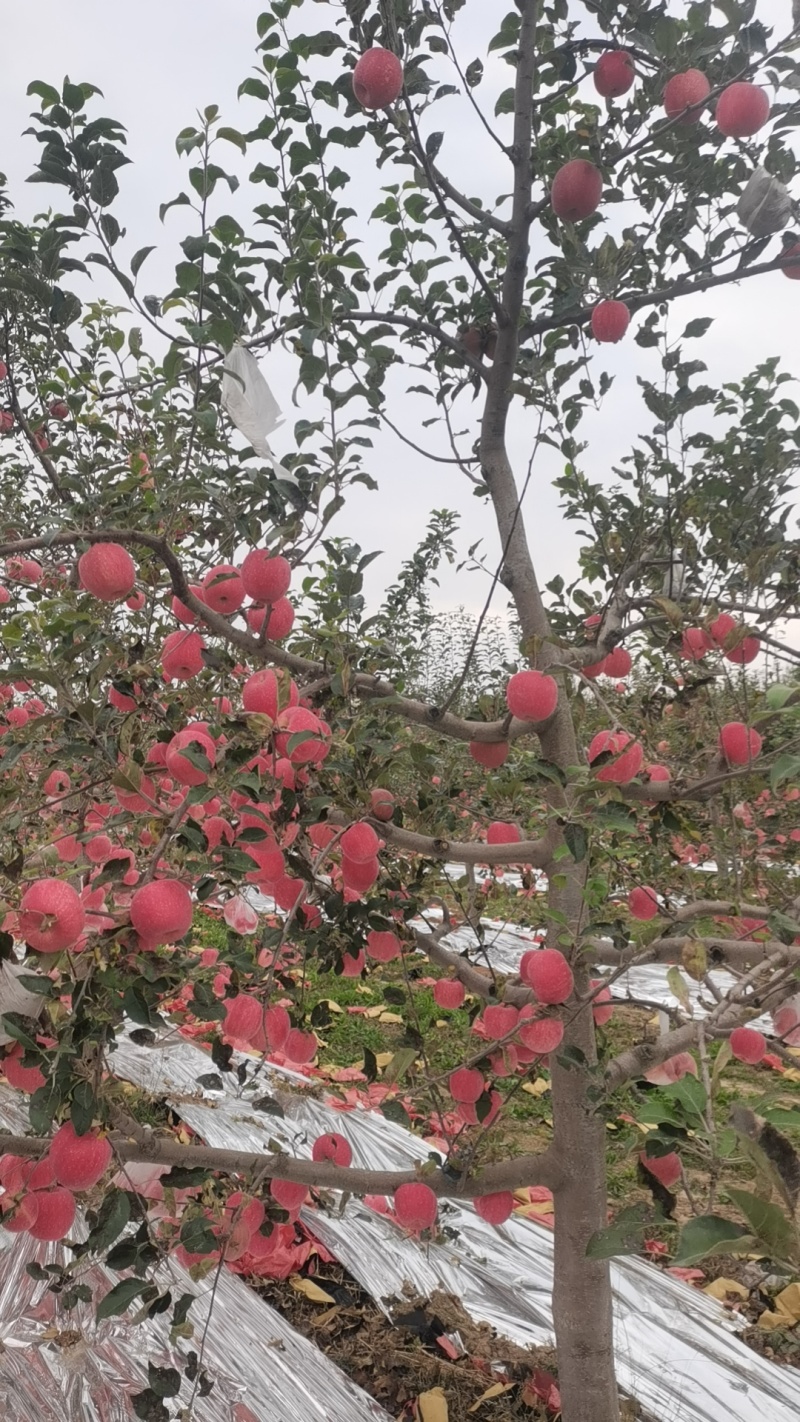 老板们过来看苹果，红富士山地纸袋，片红，有想要的联系。