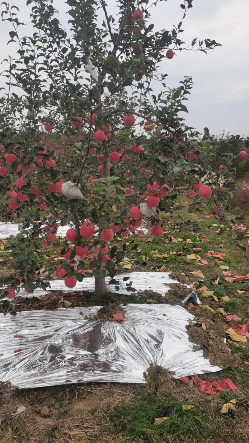 老板们过来看苹果，红富士山地纸袋，片红，有想要的联系。