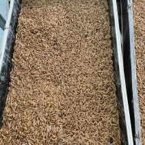 批量出售黄粉虫干虫