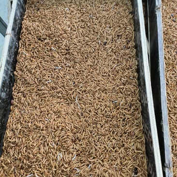 批量出售黄粉虫干虫
