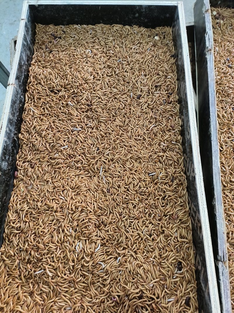 批量出售黄粉虫干虫