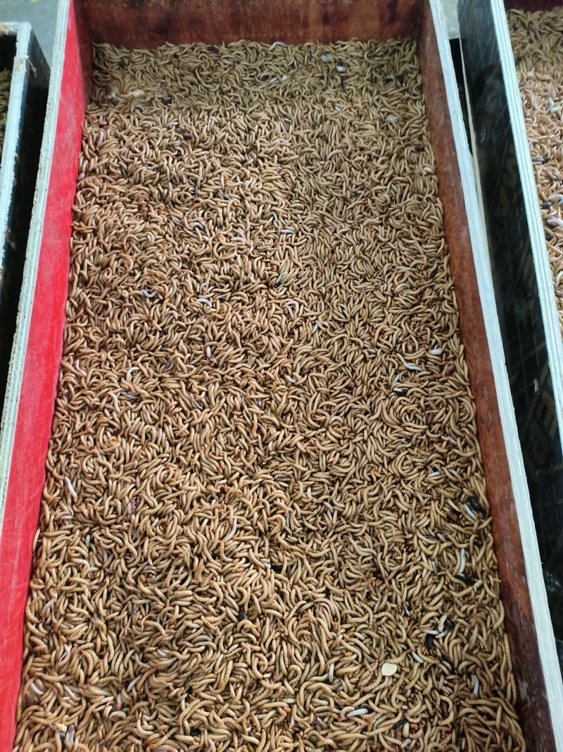批量出售黄粉虫干虫