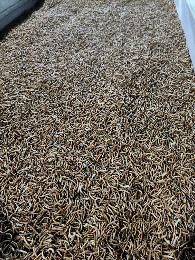 批量出售黄粉虫干虫