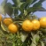 四川金秋沙糖桔马上上市，个人种植价格便宜，规格齐全可来电