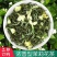 包邮【一斤500g】茉莉花茶小白毫毛尖2024新茶浓香型