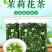 包邮【一斤500g】茉莉花茶小白毫毛尖2024新茶浓香型
