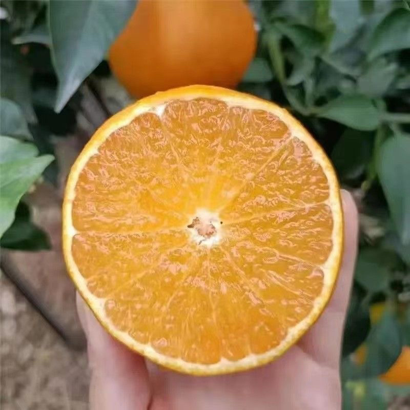 爱媛果冻橙大量上市价格便宜欢迎联系保质保量零售批发都可