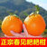 不知火（丑橘）糖分15.2四川柑桔自己种植价格低可谈