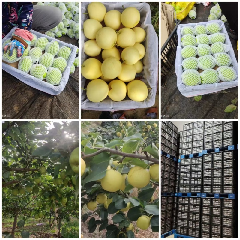 自家种植早酥梨.皇冠梨品质优良水润多汁！