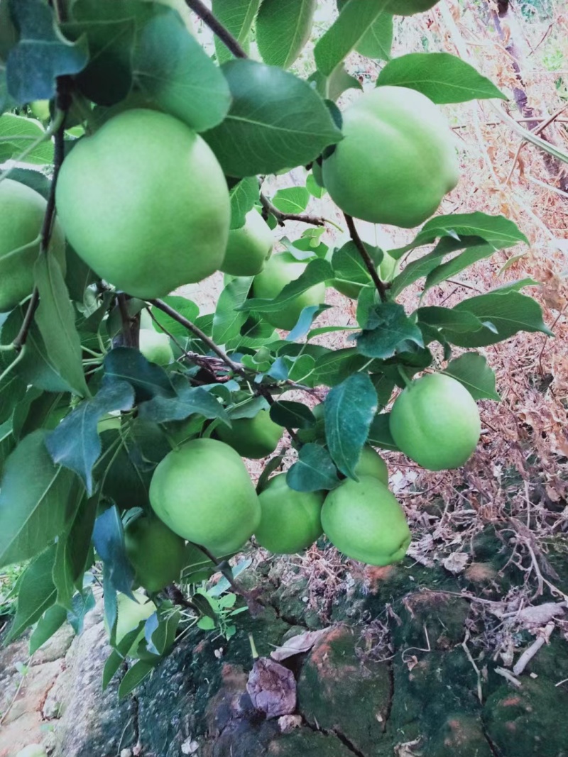 自家种植早酥梨.皇冠梨品质优良水润多汁！