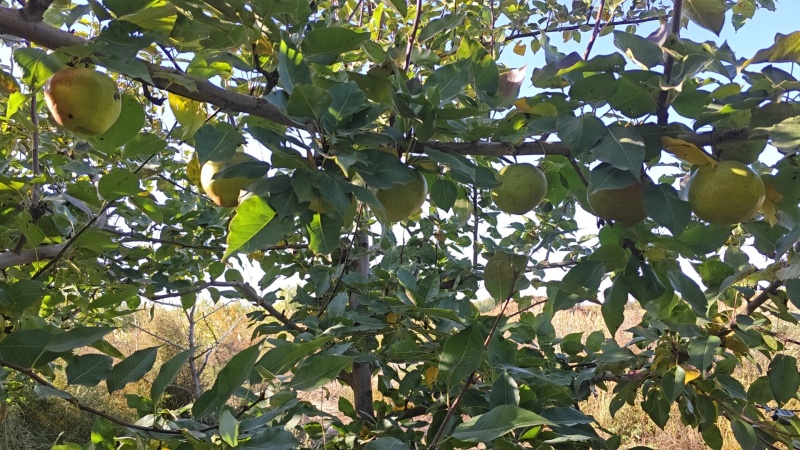 自家种植早酥梨.皇冠梨品质优良水润多汁！