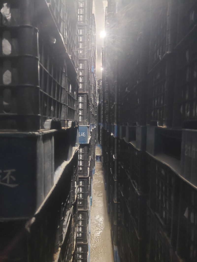 自家种植早酥梨.皇冠梨品质优良水润多汁！