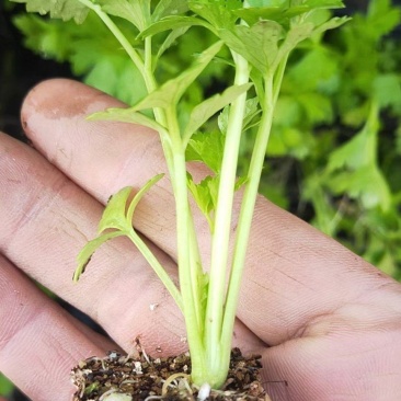 法国皇后芹菜苗现货供应中