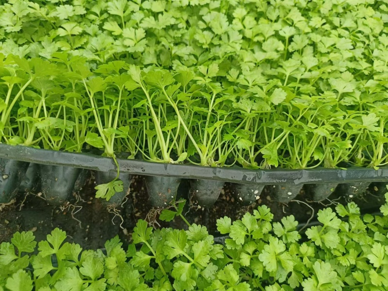 法国皇后芹菜苗现货供应中