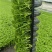 法国皇后芹菜苗现货供应中