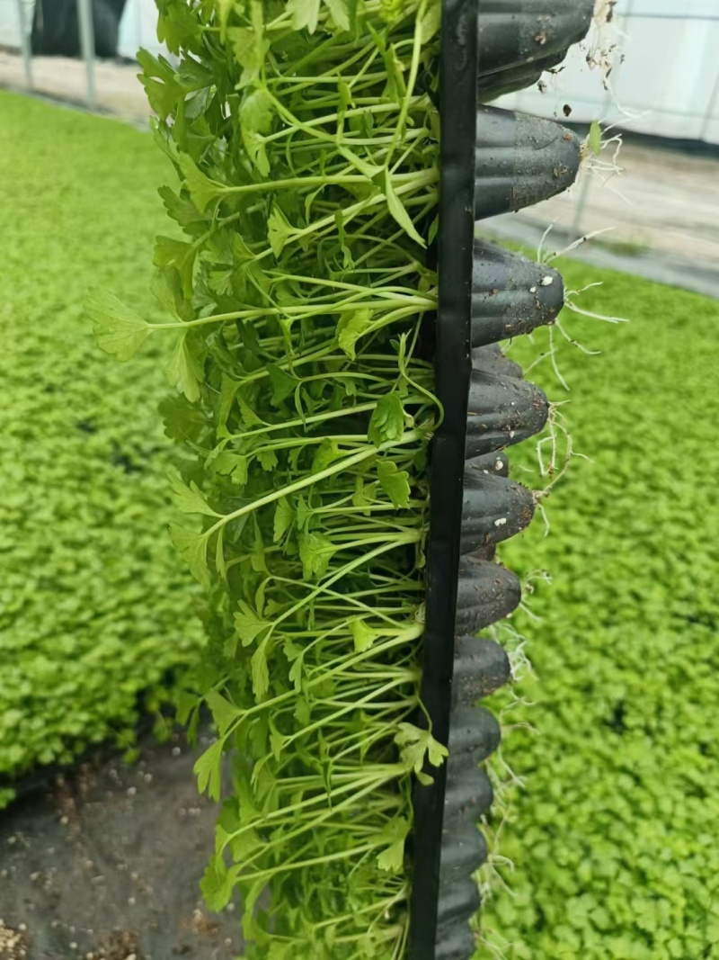 法国皇后芹菜苗现货供应中