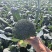 松花菜有机花包上车地头直发诚信合作